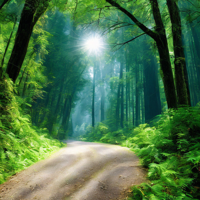 Misty forest with sunlight filtering through trees