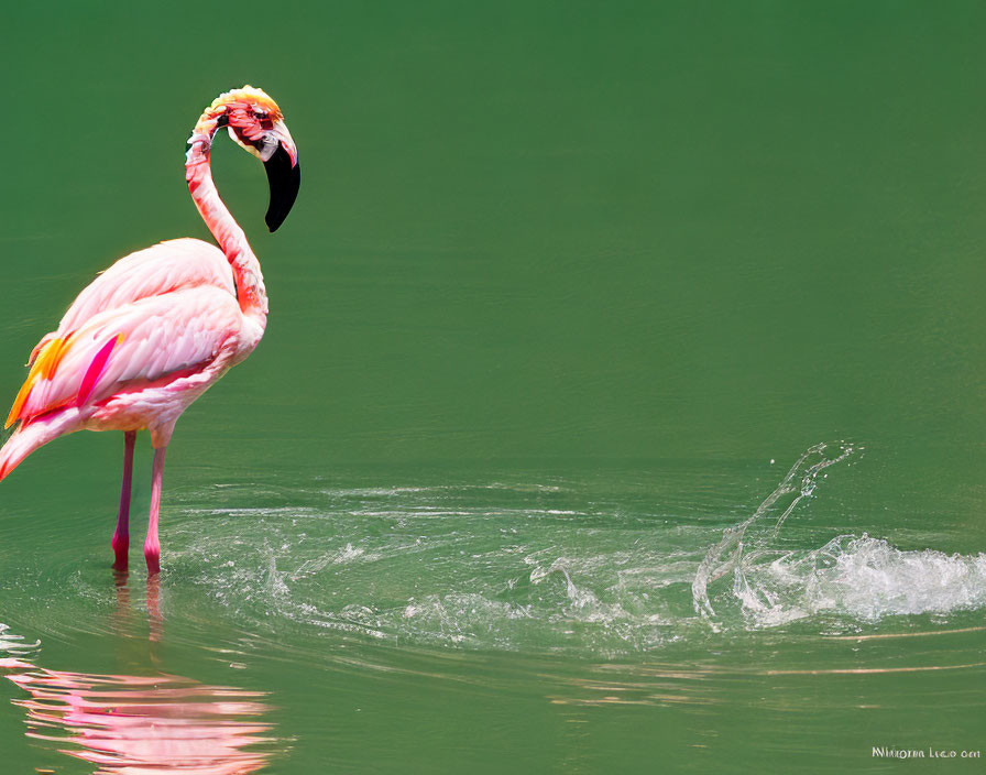 Pink flamingo standing in green water with reflection and splashing water.