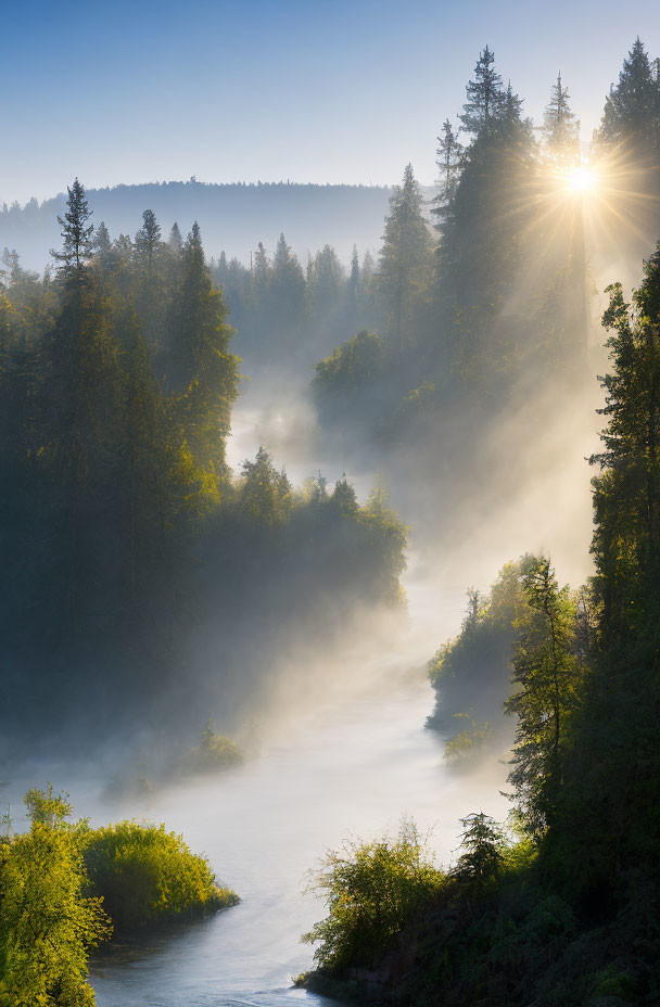 Misty forested river at sunrise with sunbeams through trees