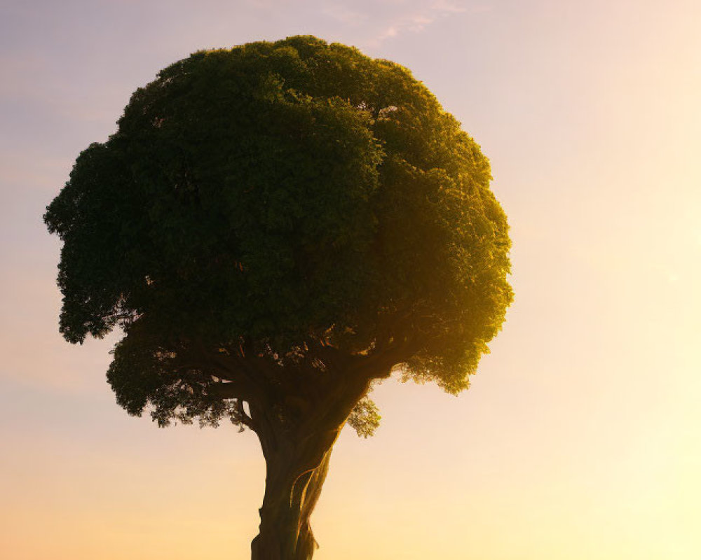 Solitary tree on hill at sunset with golden glow and mountain backdrop