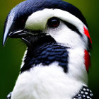 Downy Woodpecker with black and white plumage and red markings in close-up.