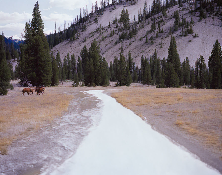 Scenic field with snow patches, forested hill, and two walking horses