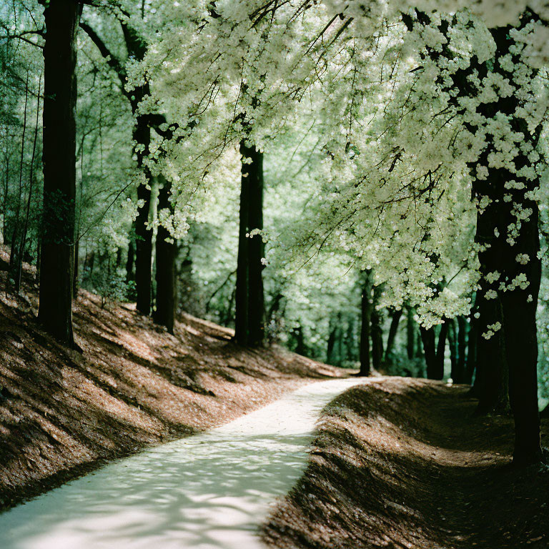 Tranquil Path with White Cherry Blossoms and Tree Canopy