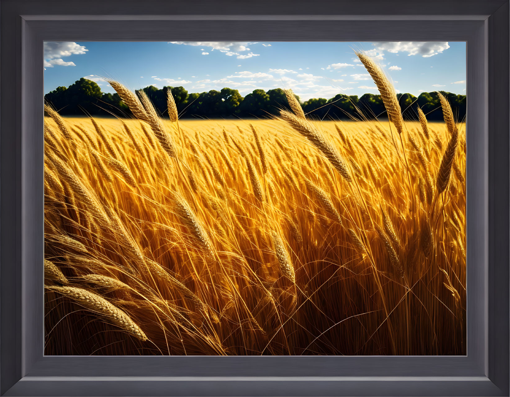 Field of wheat swaying in the sun