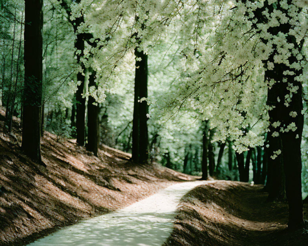 Tranquil Path with White Cherry Blossoms and Tree Canopy