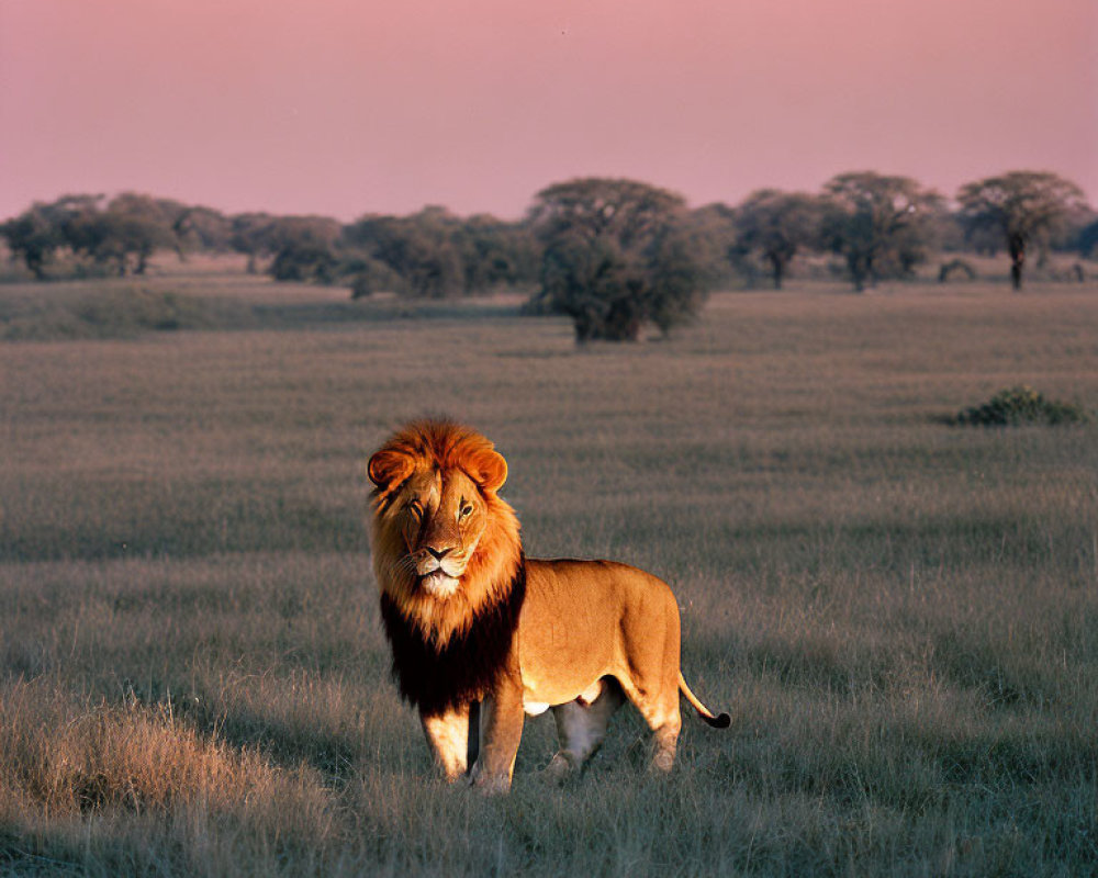 Majestic lion in savanna at dusk with pink sky