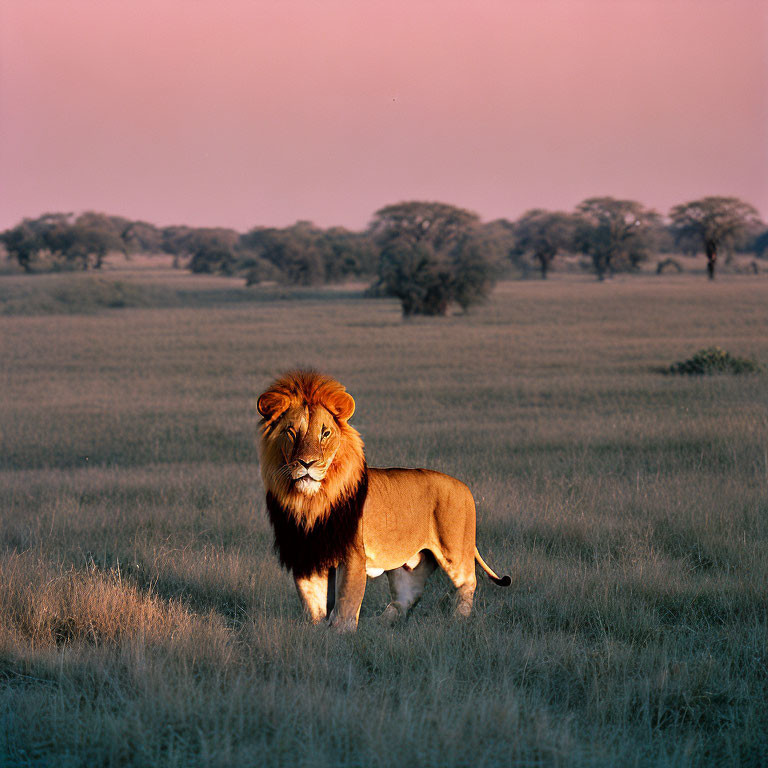 Majestic lion in savanna at dusk with pink sky