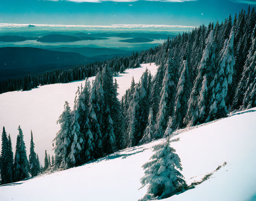 Winter scene: Snowy evergreen trees on mountain with valley view