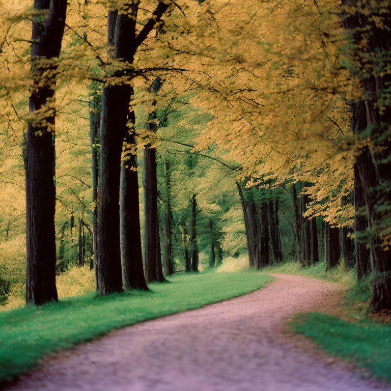 Tranquil Tree-Lined Path with Golden Canopy