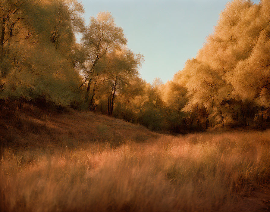 Tranquil forest landscape with golden sunlight and tall trees