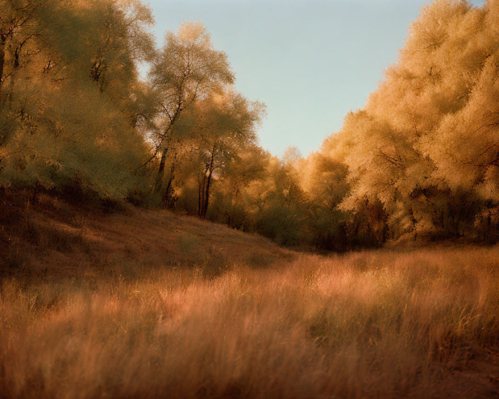 Tranquil forest landscape with golden sunlight and tall trees