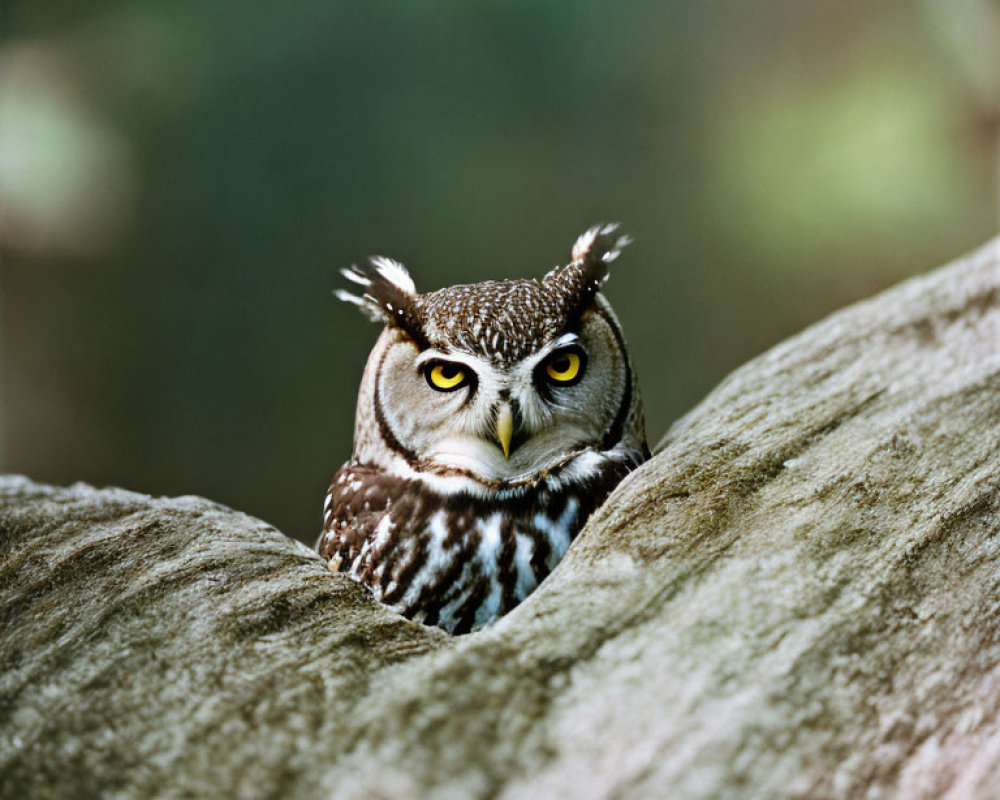 Spotted owl with captivating yellow eyes and tufted ears on a rock.