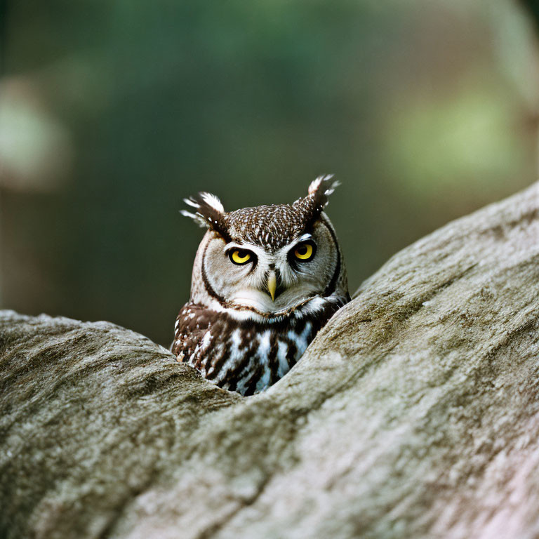 Spotted owl with captivating yellow eyes and tufted ears on a rock.