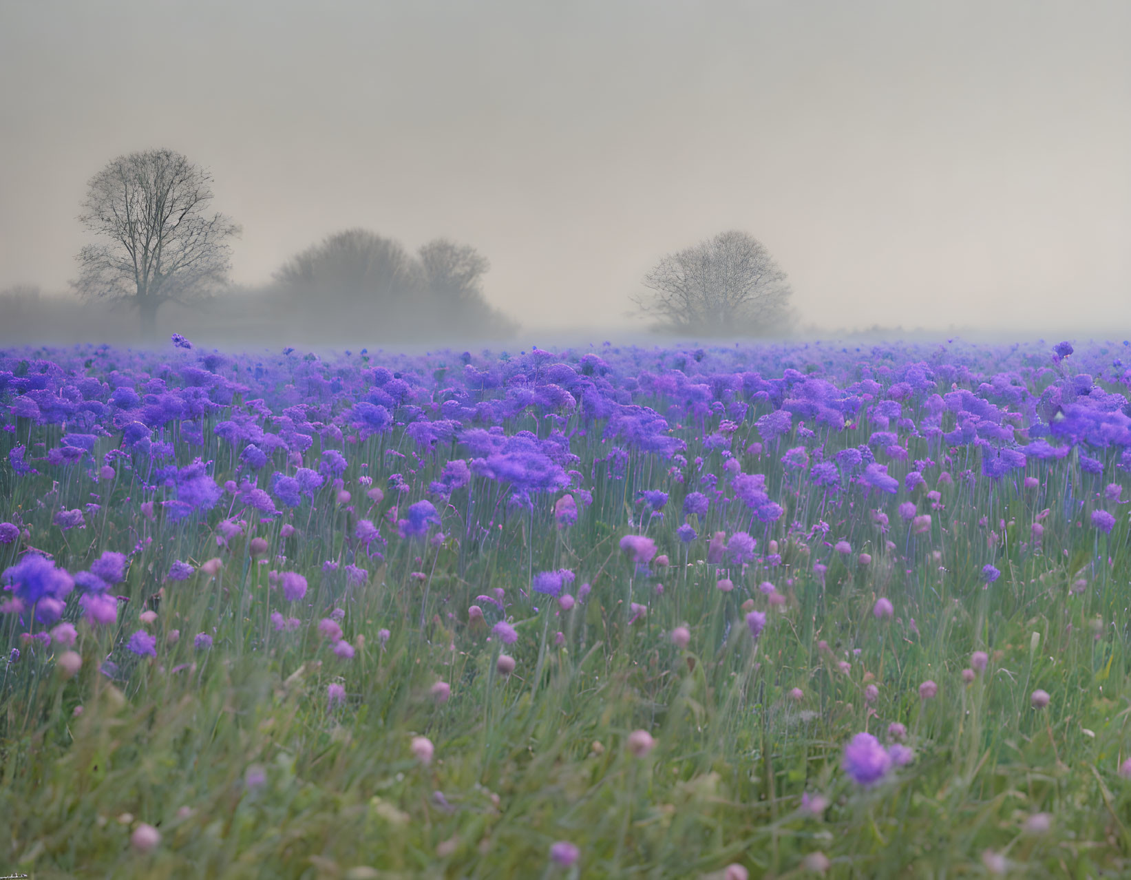 Tranquil Purple Flower Field with Foggy Sky