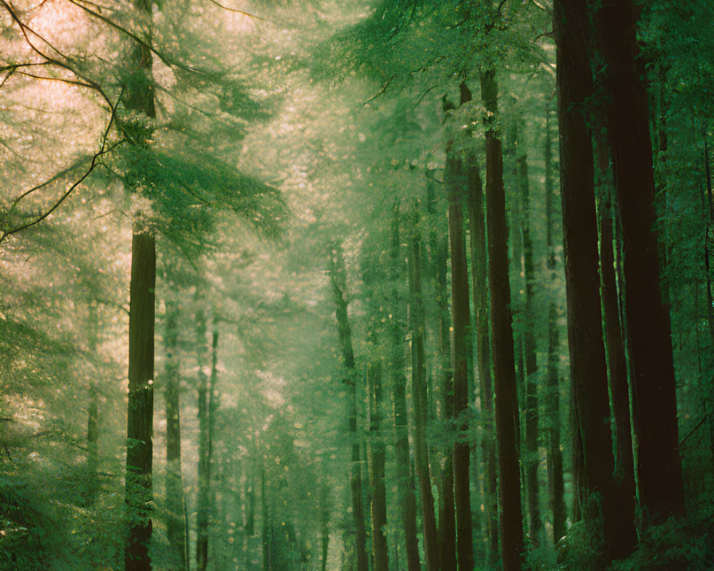 Sunlit Forest Path with Towering Trees and Misty Air