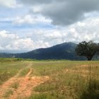 Lone well-shaped tree in vast meadow with distant forest and overcast sky