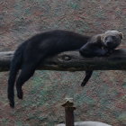 Black squirrel on tree branch with focused expression and bushy tail