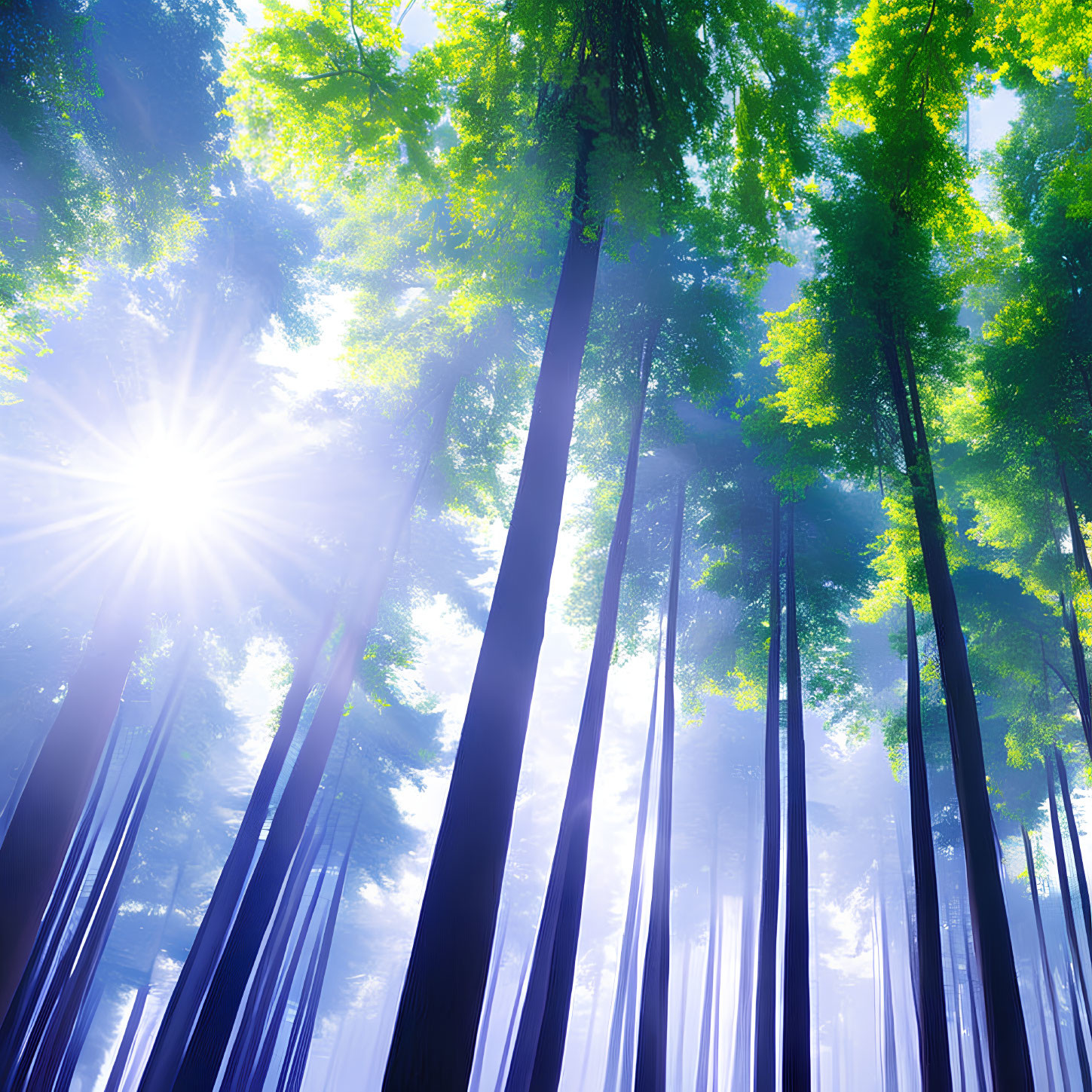 Dense Forest Canopy Sunlight Filtering Green Leaves