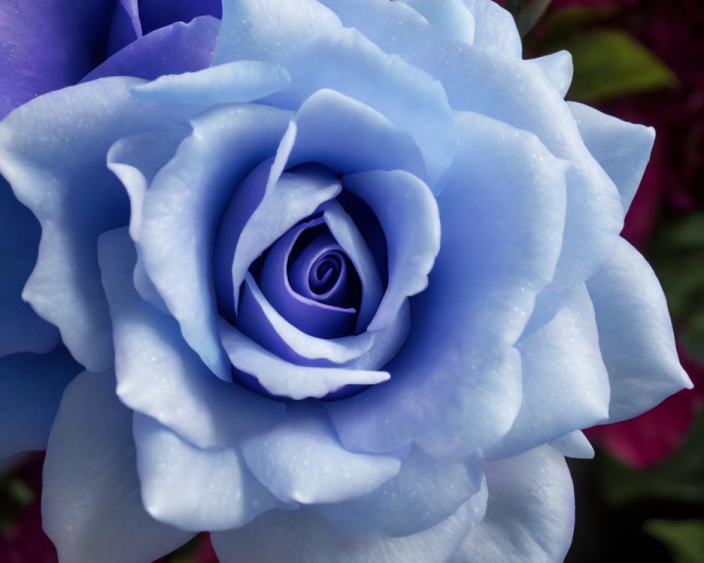 Vibrant blue rose with velvety petals on blurred pink background