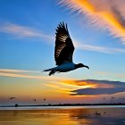 Bird Silhouetted Against Vibrant Sunset Sky and Orange Clouds