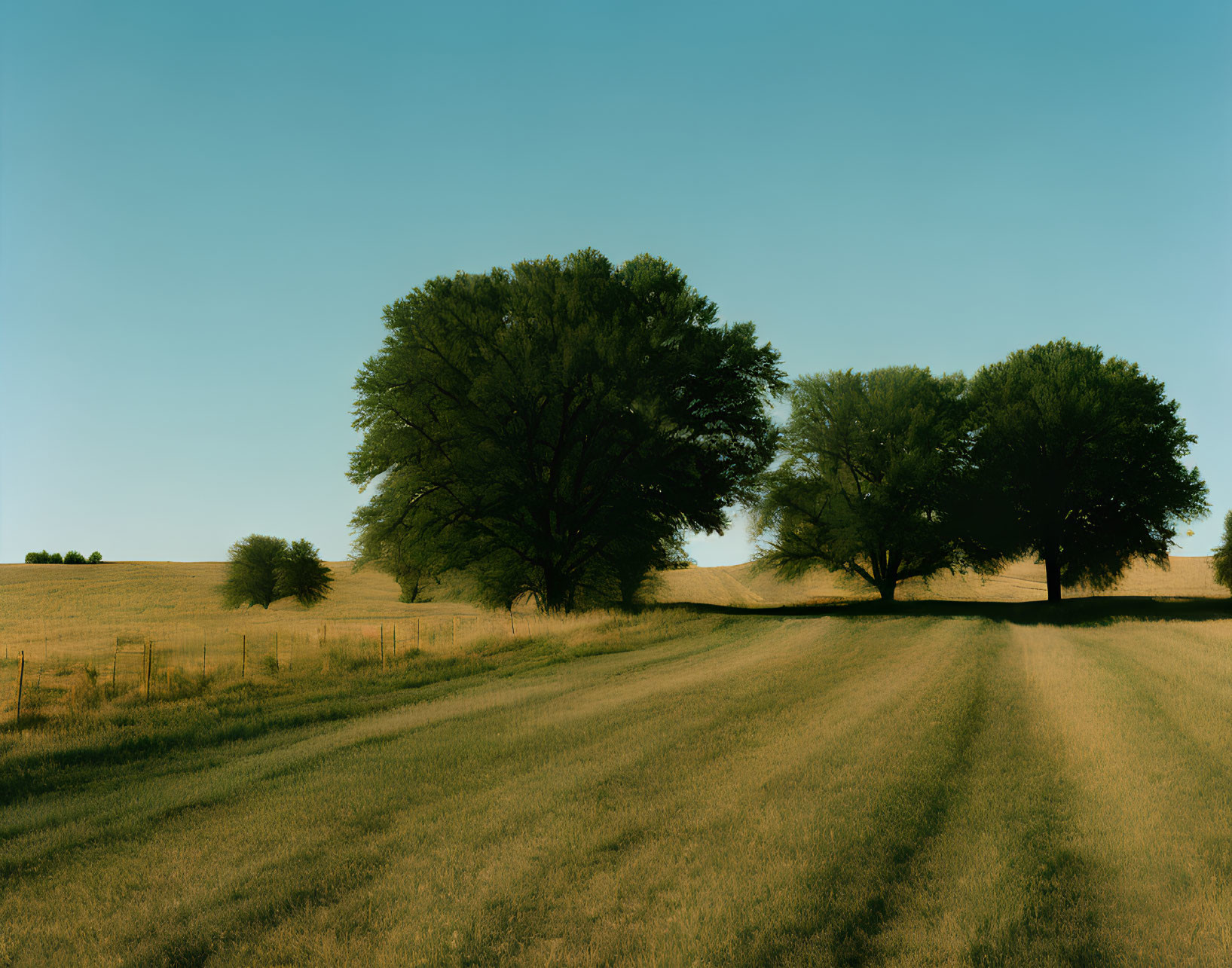 Expansive green field with towering trees and long shadows under clear blue sky