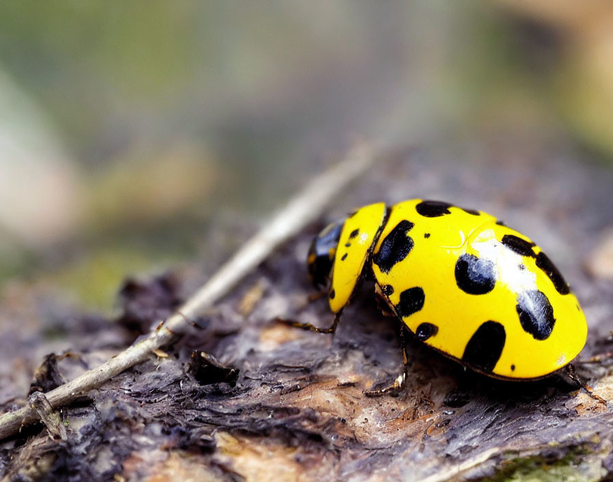 Yellow and Black-Spotted Ladybug on Textured Wood