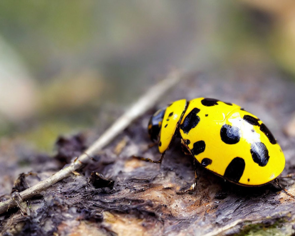 Yellow and Black-Spotted Ladybug on Textured Wood