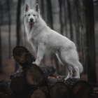 Mystical gray wolf with green patterns in vibrant forest landscape