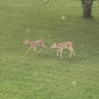 Two fawns in sunlit forest clearing with flowers and grass