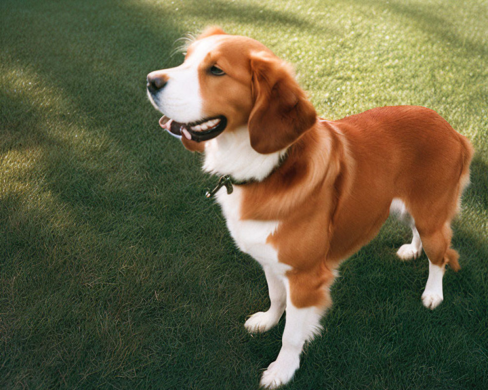 Brown and White Dog with Floppy Ears in Sunlit Grass Field