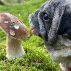 Illustration of two pugs in enchanted mushroom forest