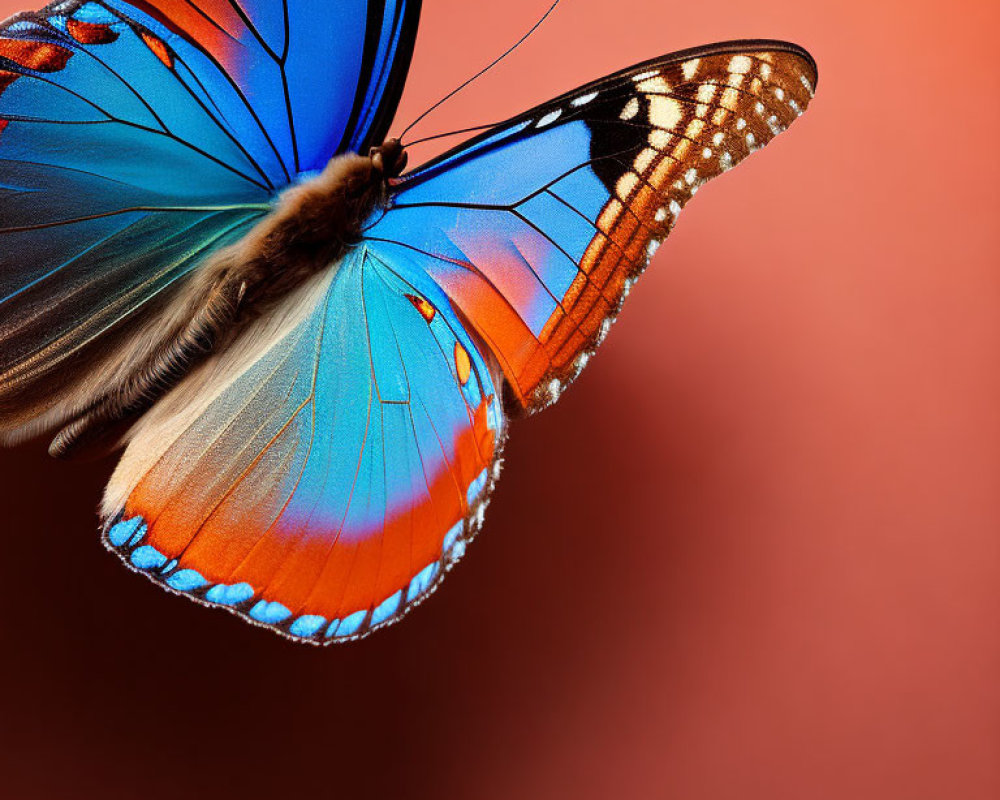 Colorful Monarch Butterfly Close-Up with Spread Wings on Red Background