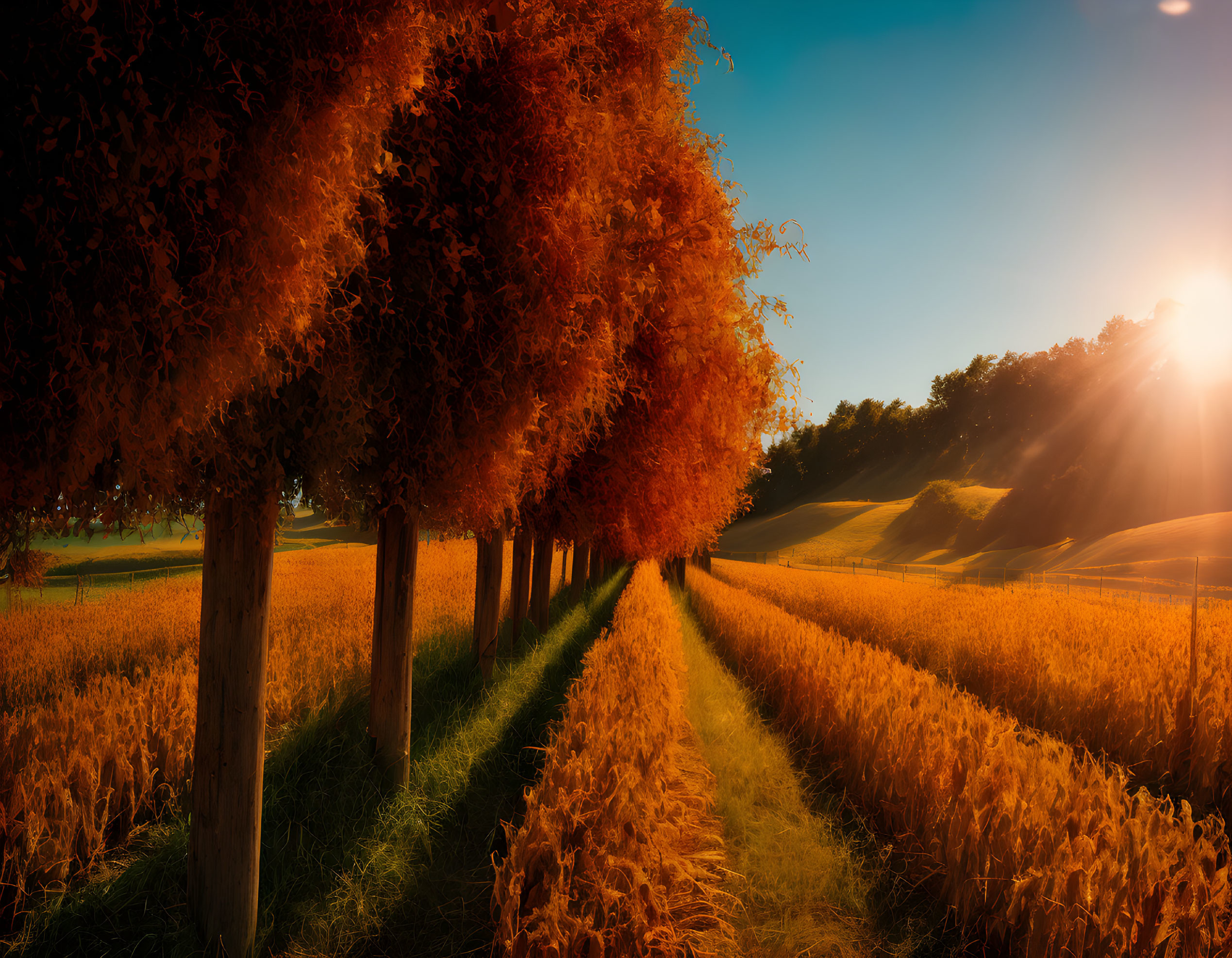 Tranquil Path with Fiery Orange Leaves and Golden Sunset