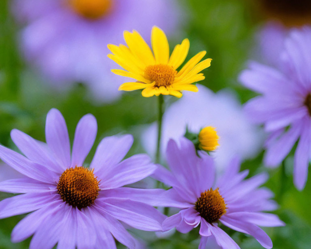 Vibrant purple and yellow daisy-like flowers on green backdrop