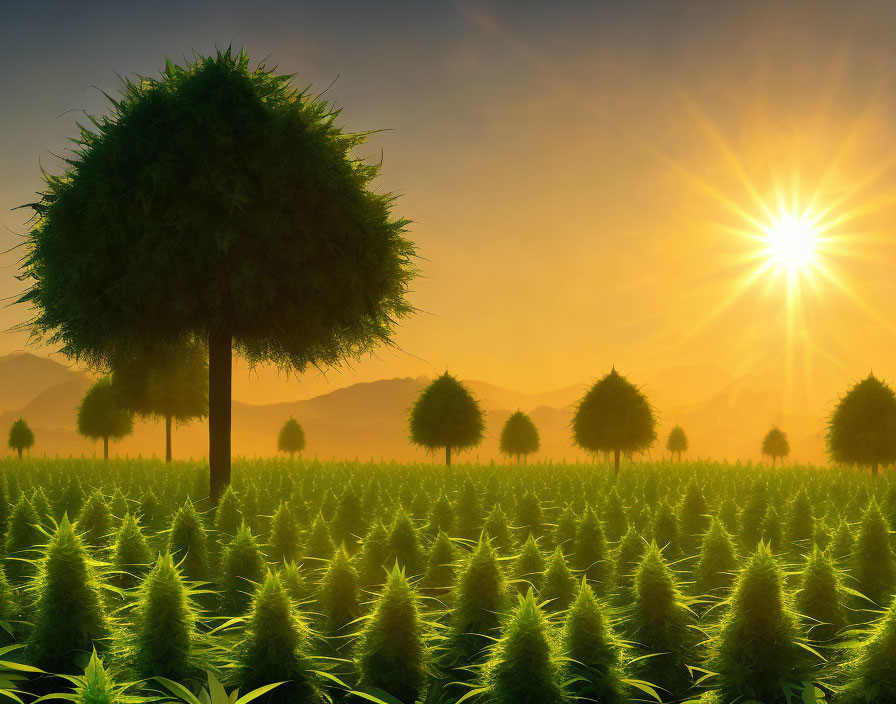 Lush Marijuana Field with Tree-Shaped Topiaries & Mountain Backdrop