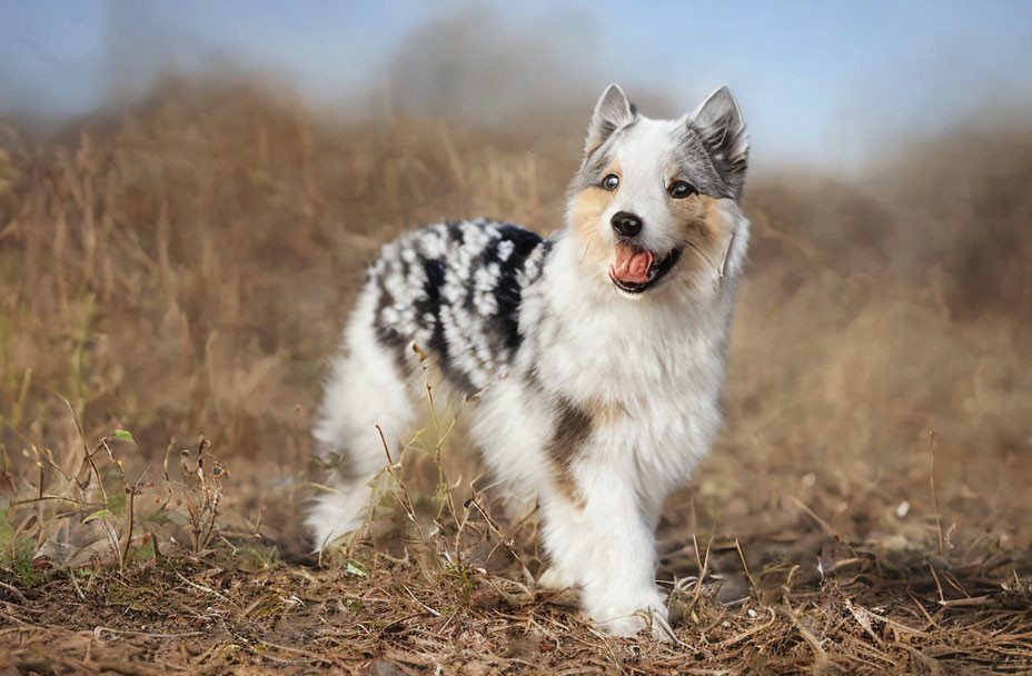 Merle-coated dog with fluffy fur in field with dry grass