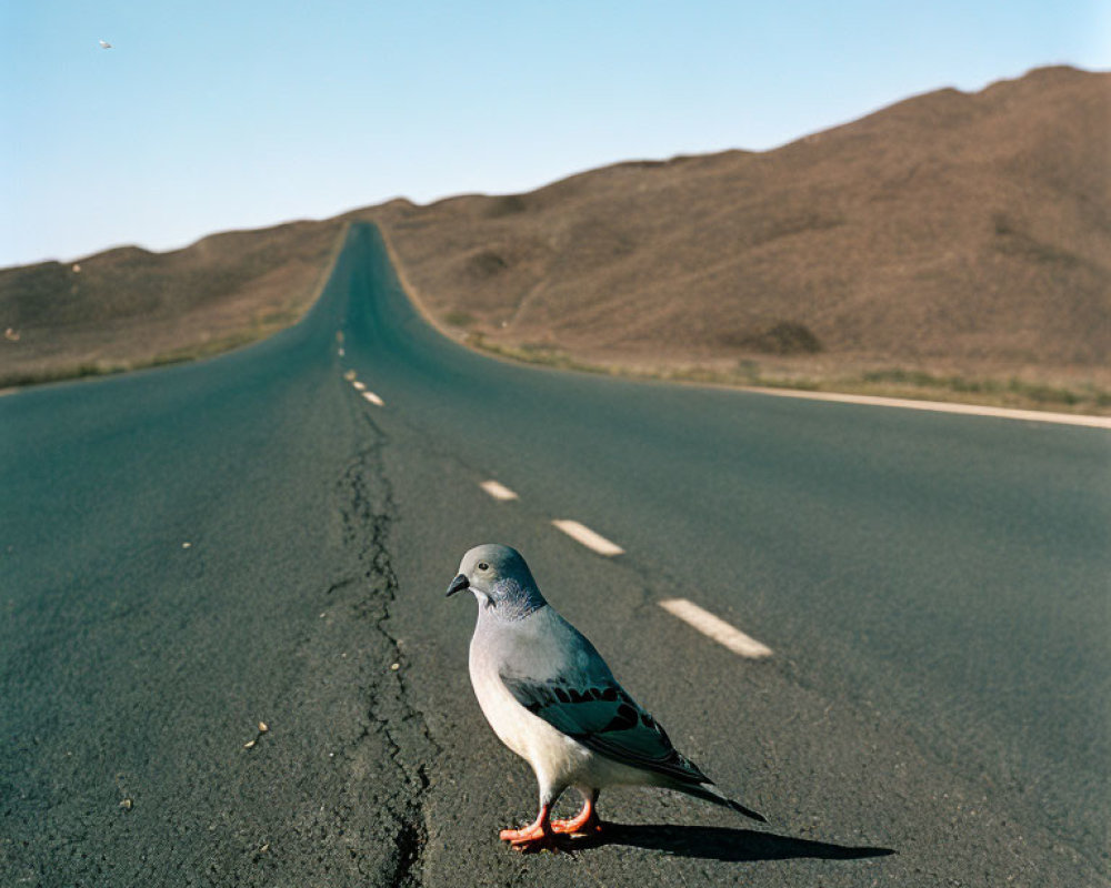 Pigeon in center of empty road in barren landscape