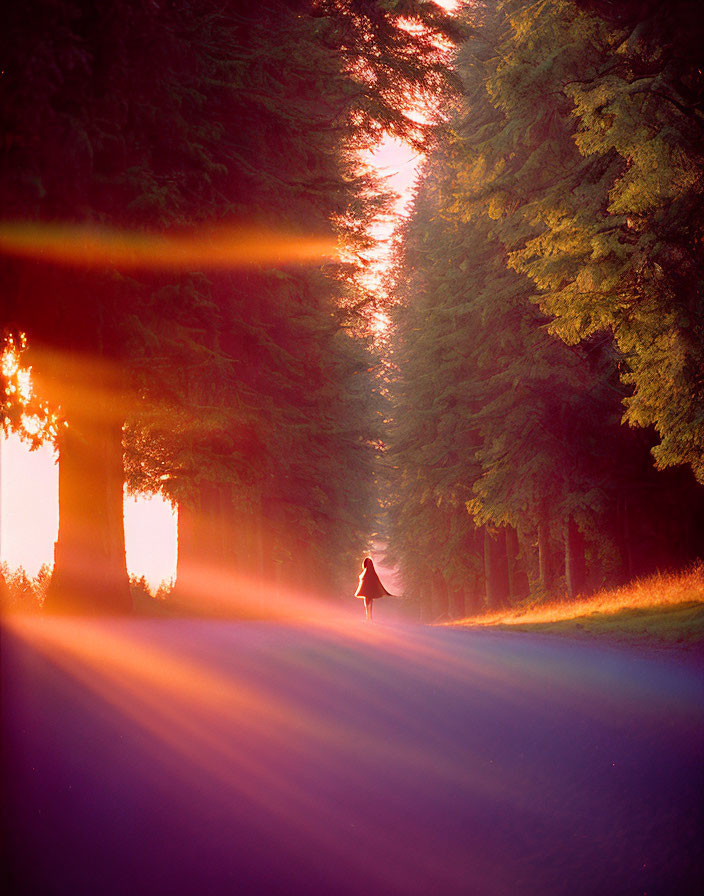 Sunlit forest path with dramatic light rays through trees