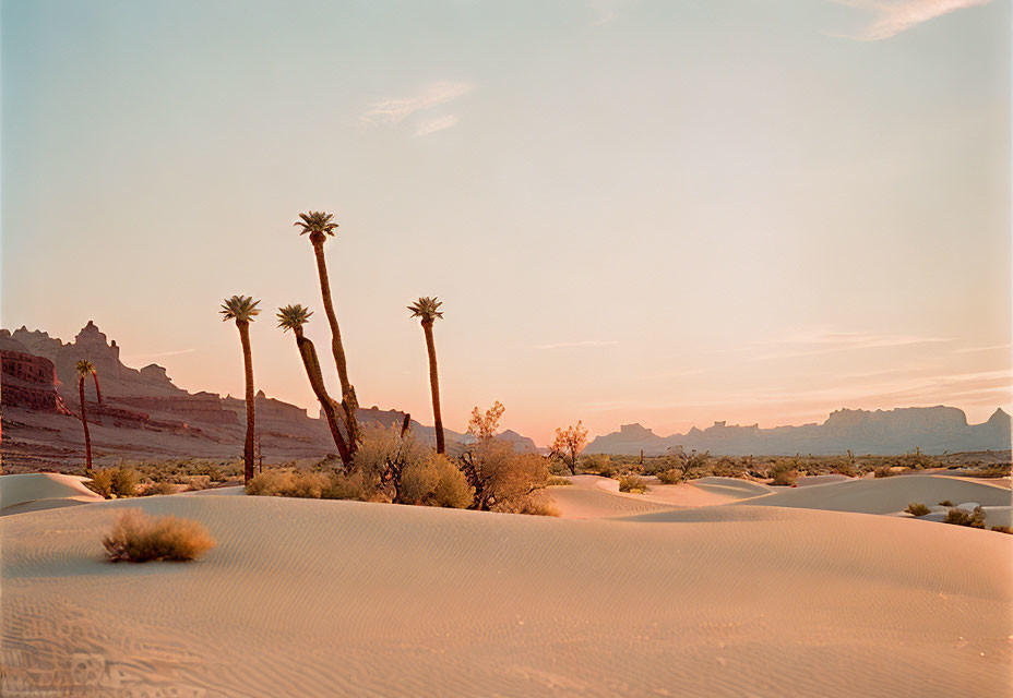 Sunset desert landscape: sand dunes, Joshua trees, mountains, orange sky.