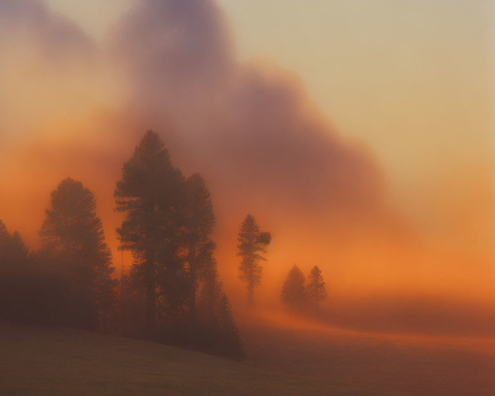 Foggy sunrise landscape with pine tree silhouettes