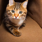 Brown and Black Striped Cat with Green Eyes in Cardboard Box