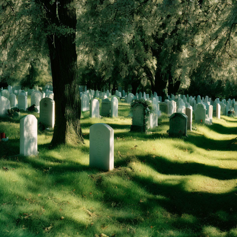 Tranquil cemetery scene with tombstones, green grass, trees, and sunlight.