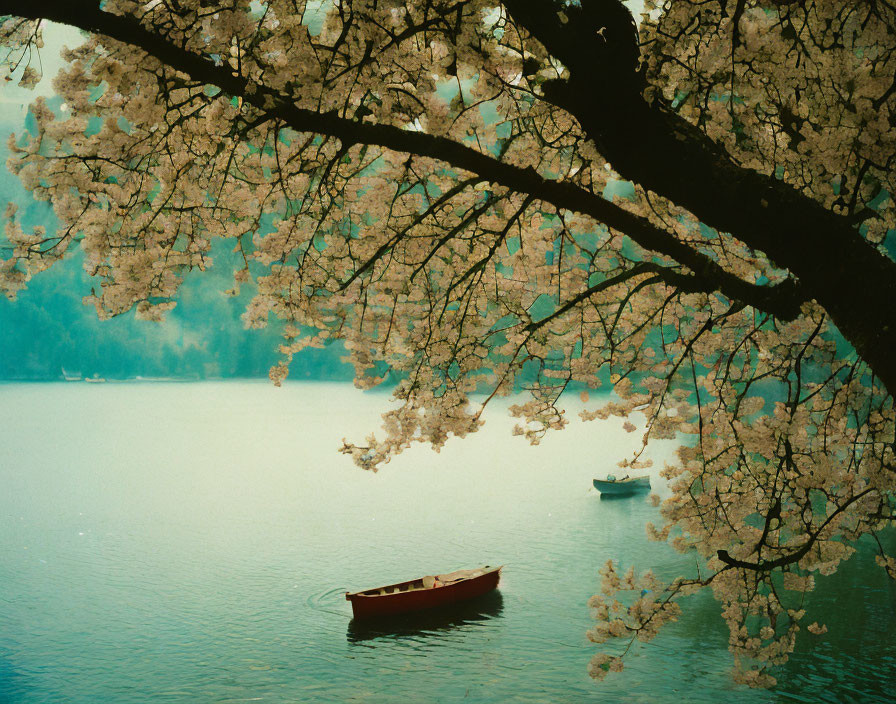 Tranquil lake scene with cherry blossom branches and boats