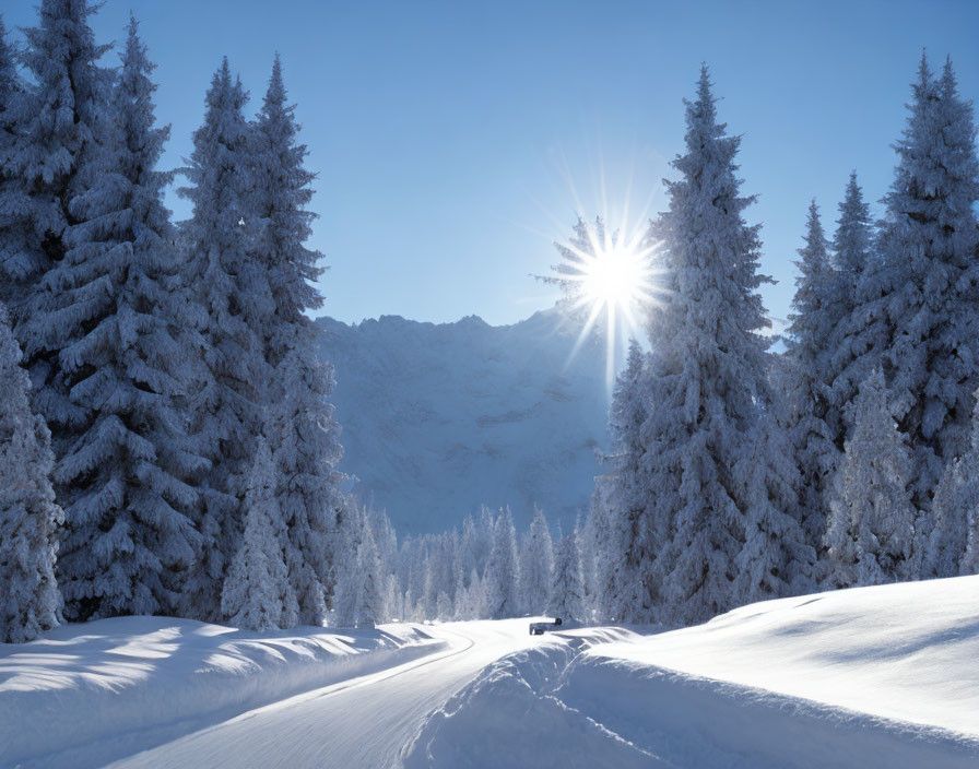 Snow-covered pine trees on path under bright sun with mountain backdrop