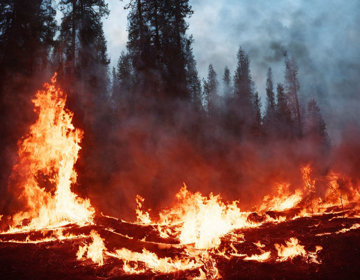 Intense forest fire with blazing flames and heavy smoke