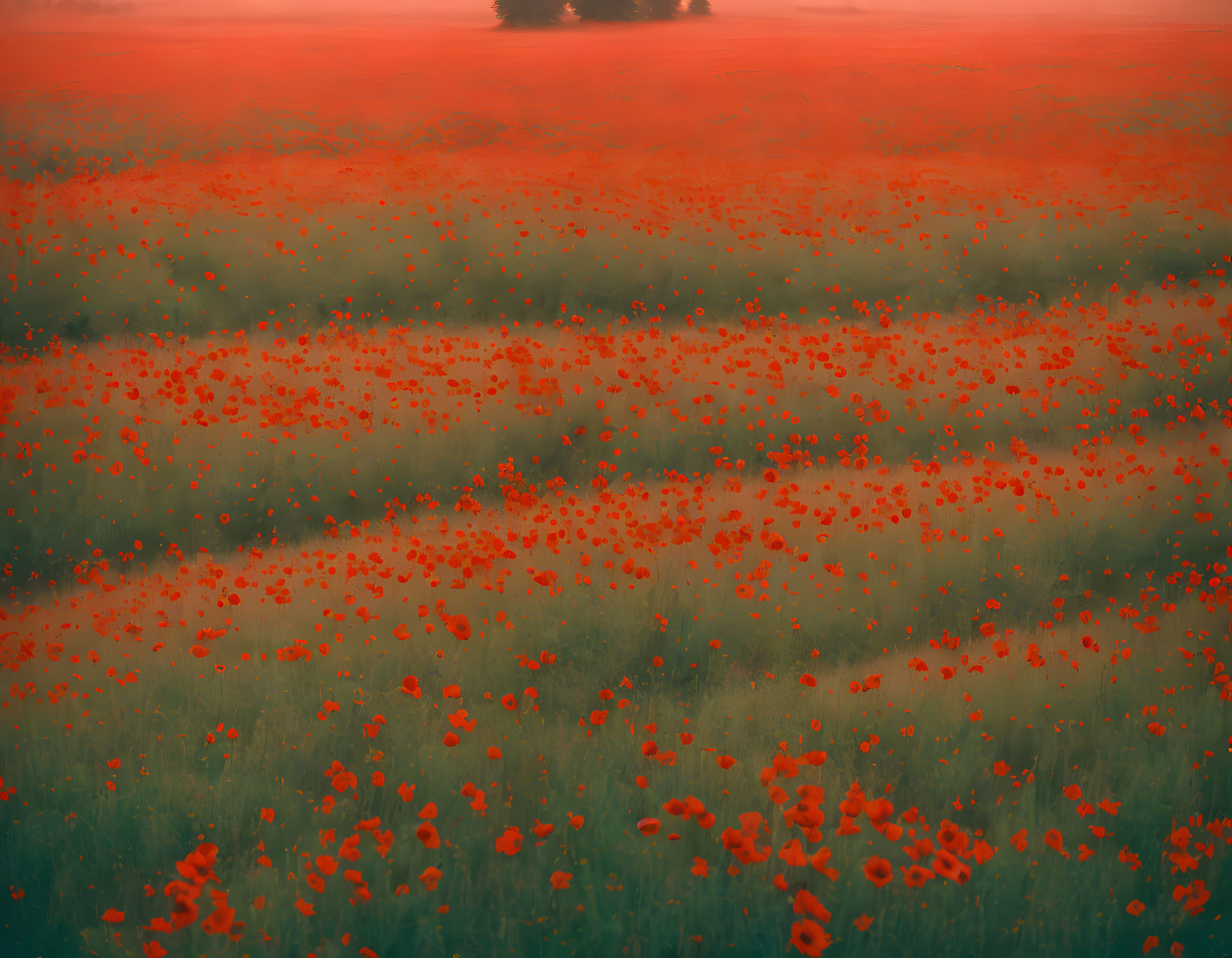 Vibrant red poppy field with misty background and distant tree