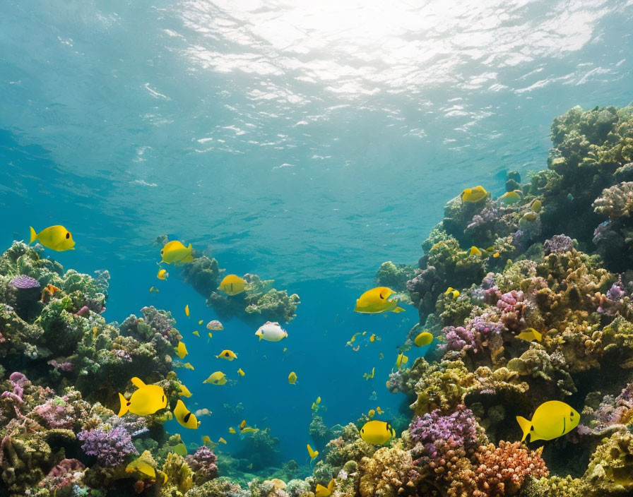 Colorful Coral Reefs with Yellow Fish in Sunlit Underwater Scene