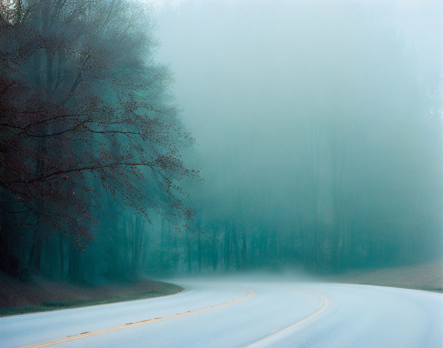 Winding road through foggy forest with lined trees