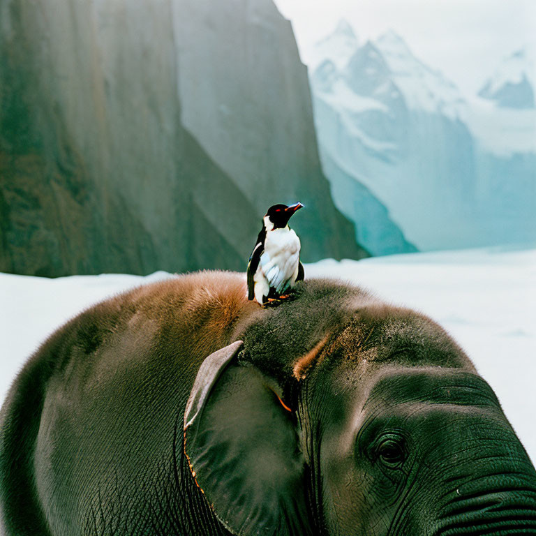 Penguin on Elephant with Snowy Mountain Background