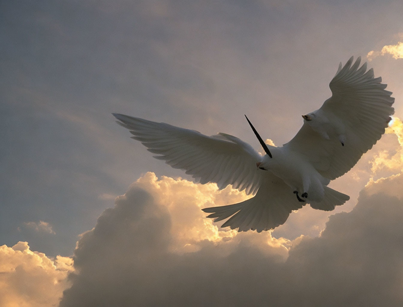 White Dove Flying in Golden Clouds and Blue Sky